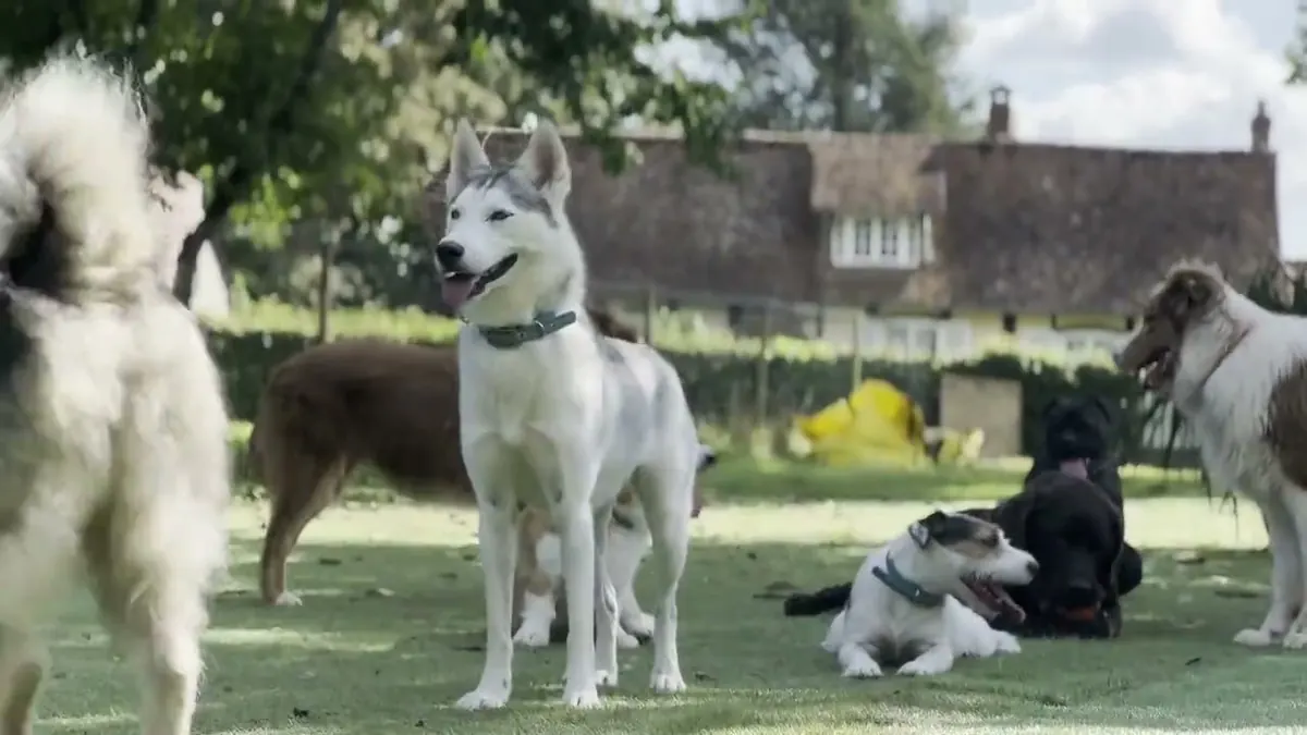 Chiens heureux qui jouent chez Pets4Life