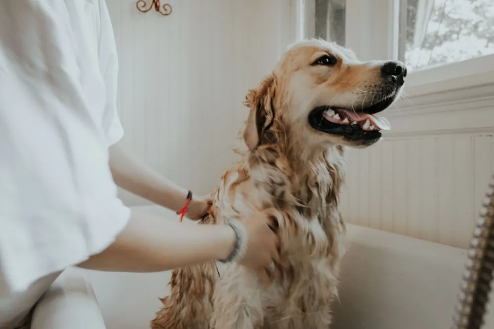 Un chien et un chat ensemble